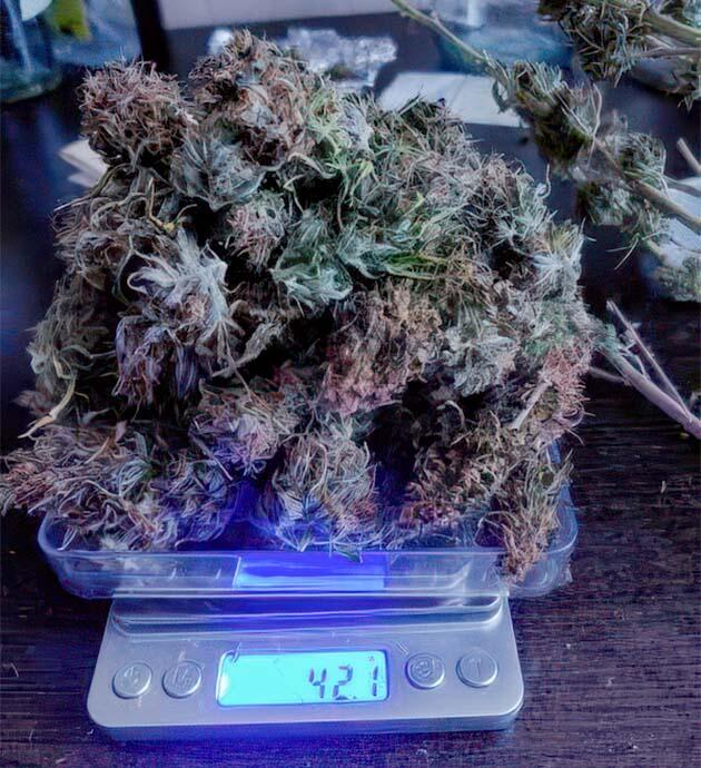 Общие впечатления о грове сорта конопли Marmalate Early Version Собранные шишки конопли