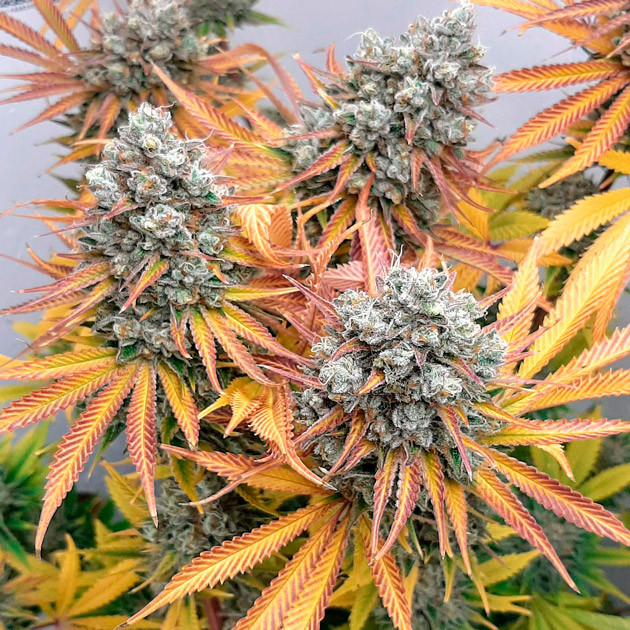 Bruce Banner #3 перед харвестом Желто-красные листья