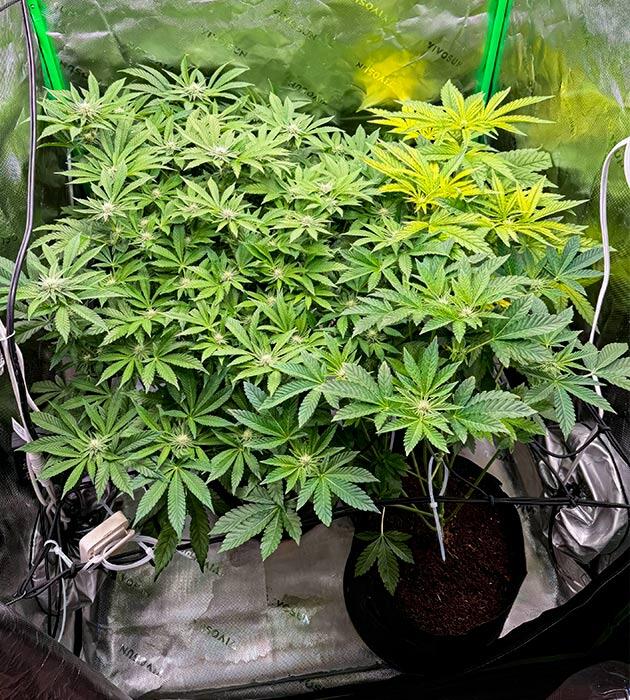 Цветение марихуаны Кусты Mellowz на 10 неделе развития