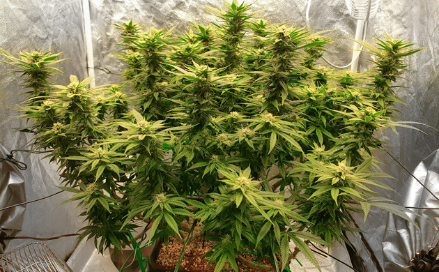 Появление трихом на 16 неделе Куст высотой 65 см