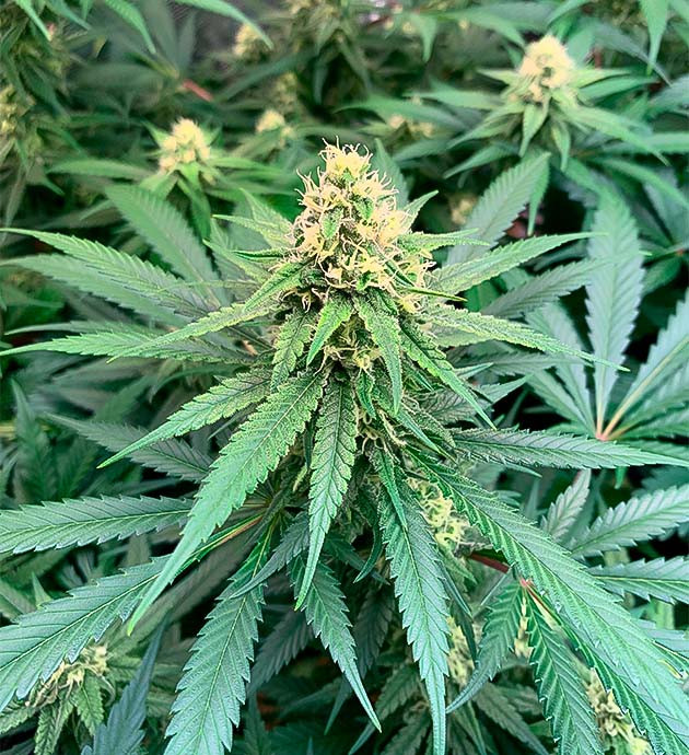 Развитие соцветий Куст Gorilla Glue #4 на 14 неделе выращивания