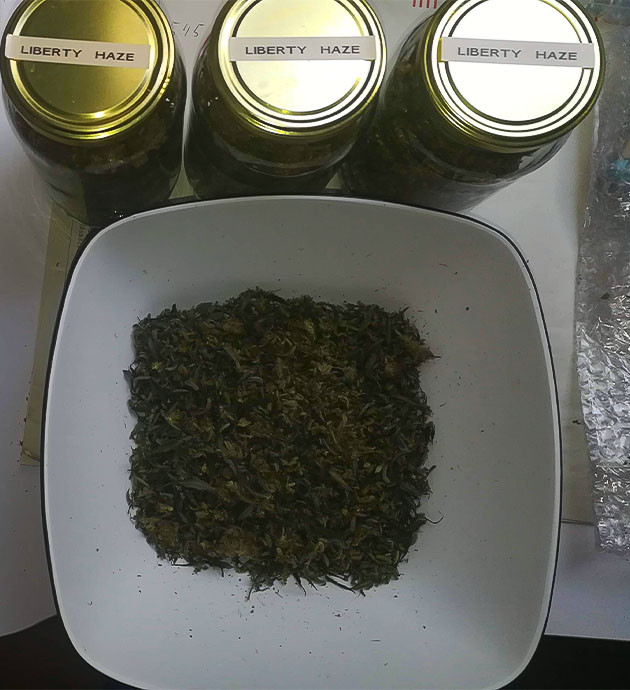 Урожай Liberty Haze Сухие соцветия в банках