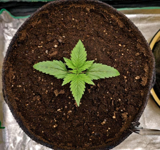 Ранний вегетативный этап и уход Конопли на первой неделе при контроле влажности и мягком освещении