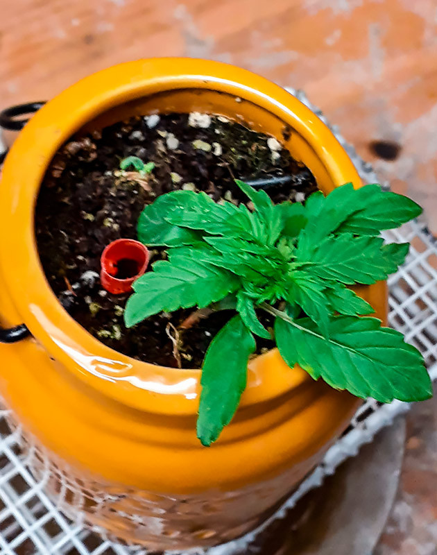 Изменение количества воды для полива и состава удобрений Росток Sour Diesel Auto от Herbies Seeds на 2 неделе