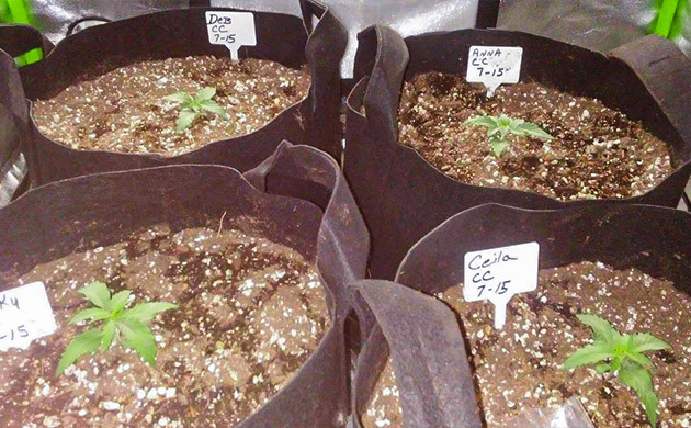 Росточки в больших тканевых горшках