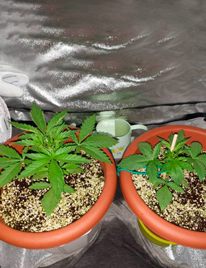 Температурный стресс в начале выращивания Завернутые листья на кустах