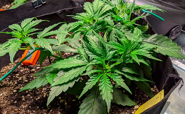 LST подгиб на третьей неделе вегетации Растягивание ветвей по технике ЛСТ