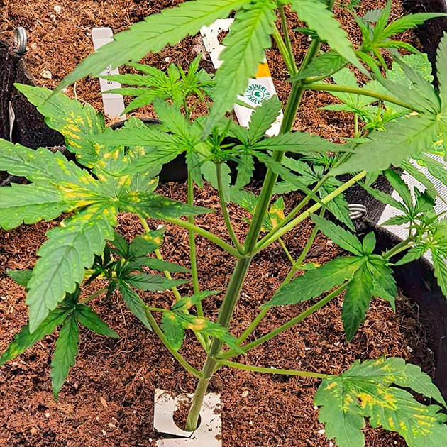 Куст Keep Frosted Guava Auto ростом 45 см
