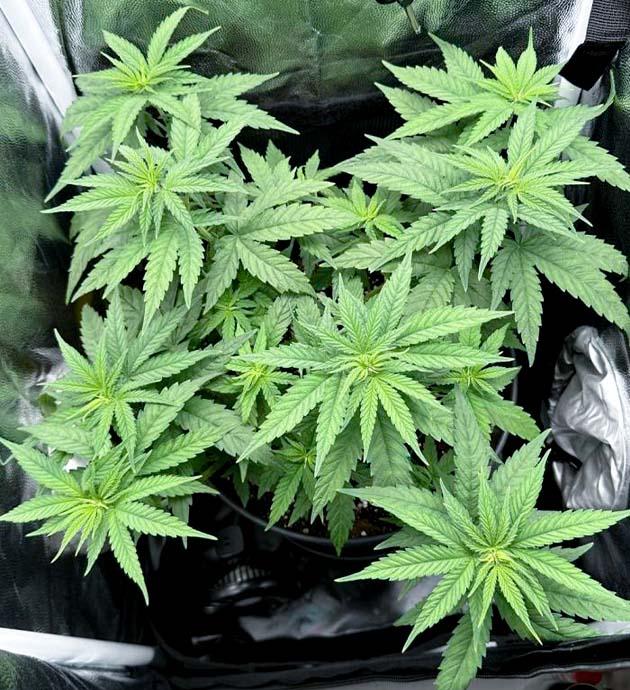 Активный рост и легкая дефолиация конопли Куст Mimosa Evo от Barney’s Farm на 5 неделе развития