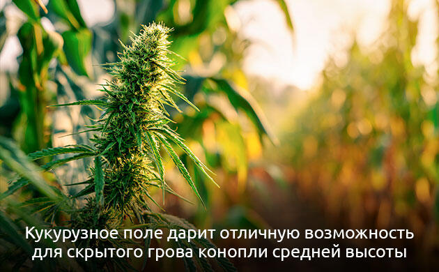 Выращивание каннабиса в кукурузном поле: особенности ландшафта Культивация каннабиса среди сельскохозяйственных культур