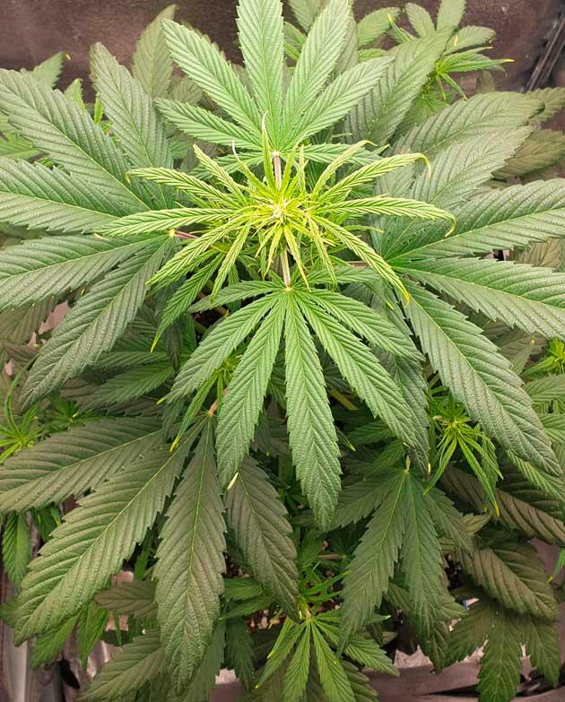 Куст ростом 55 см Куст Hellfire OG Auto на 1 неделе цветения