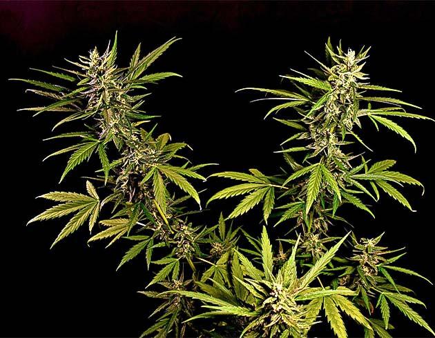 Куст Big Bud Auto от Herbies Seeds на 7 неделе развития