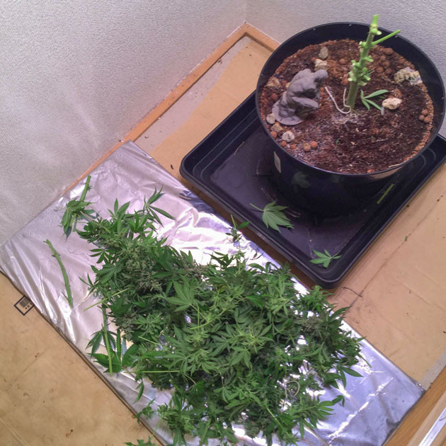 Blueberry Headband порадовал урожаем Итоги выращивания Blueberry Headband от Humboldt и восторг от результата