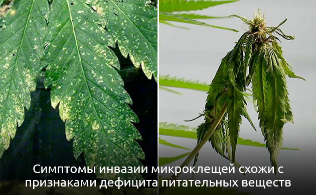 Симптомы заражения конопли клещами