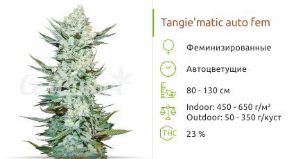 Сорт марихуаны Tangie'matic Auto Tangie'matic Auto от FastBuds