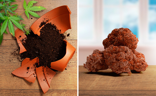 Коричневая шишка из-за неправильного ухода Коричневая конопля