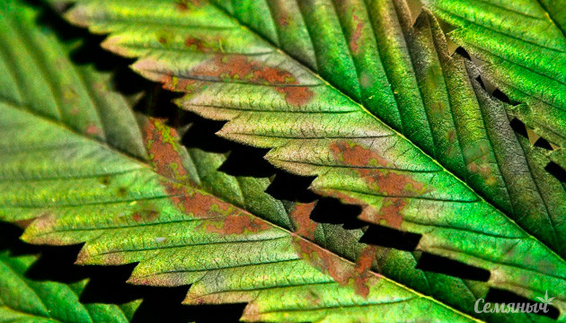 Дефицит кальция у марихуаны Нехватка кальция при выращивании каннабиса