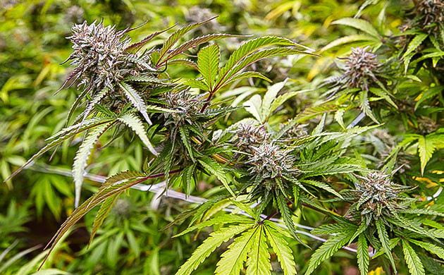 Характеристики выращивания сорта конопли Cherry Pie Характеристики выращивания