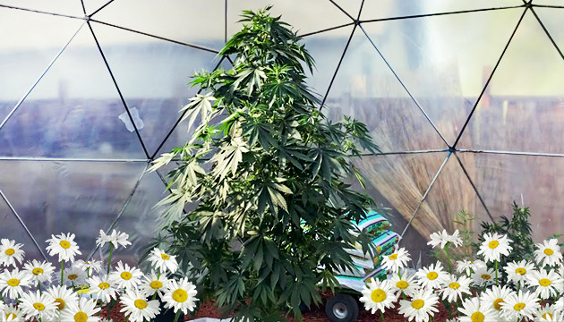 Совместная посадка растений Конопля среди ромашек