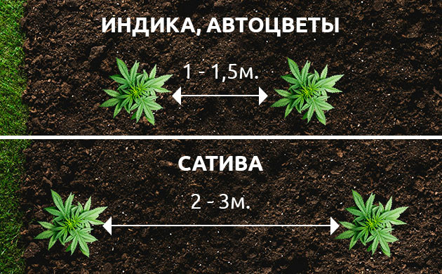 Необходимое расстояние между кустами в аутдоре