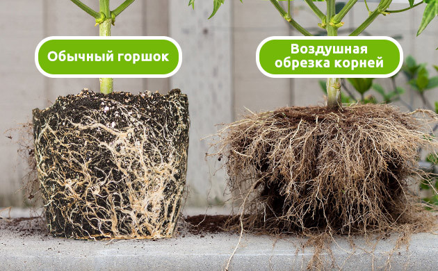 Сравнение развития корней Разница между воздушной обрезкой и развитием в ограниченном пространстве