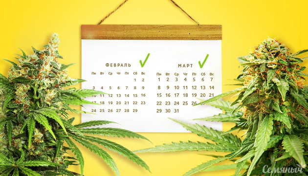 Подборка быстроцветущих сортов Сативы Быстрорастущие Сативы