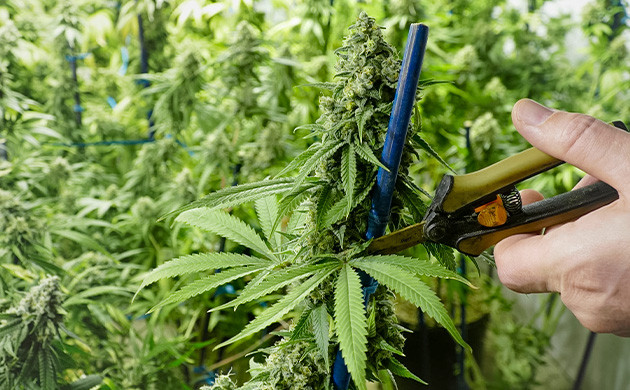 Гайд по сухой обрезки соцветий конопли Удаление веерных листьев перед триммингом