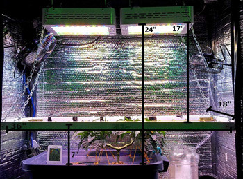 Рост конопли Fruit Punch fem в гроубоксе Марихуана Fruit Punch fem в гроуруме