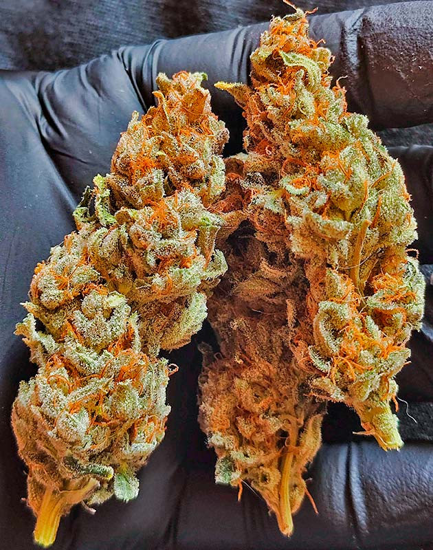 Общие впечатления о сорте Strawberry Gorilla Auto Собранные шишки конопли