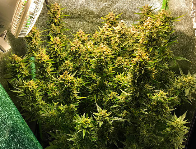 Подготовка куста к харвесту Созревший куст каннабиса