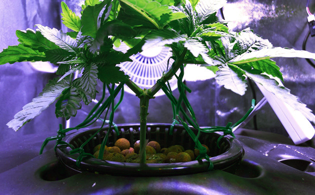 Конопля вытянулась Растиха выросла