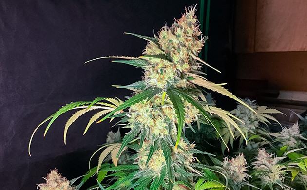 подготовка к харвесту Critical Kush Куст Critical Kush в темноте перед харвестом