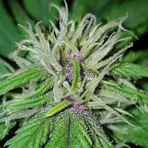 Как растение перенесло пересадку Пересадка куста конопли