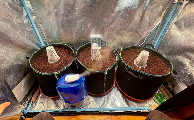 Первые шаги в выращивании Gorilla Auto Старт выращивания Gorilla Auto в гроубэгах