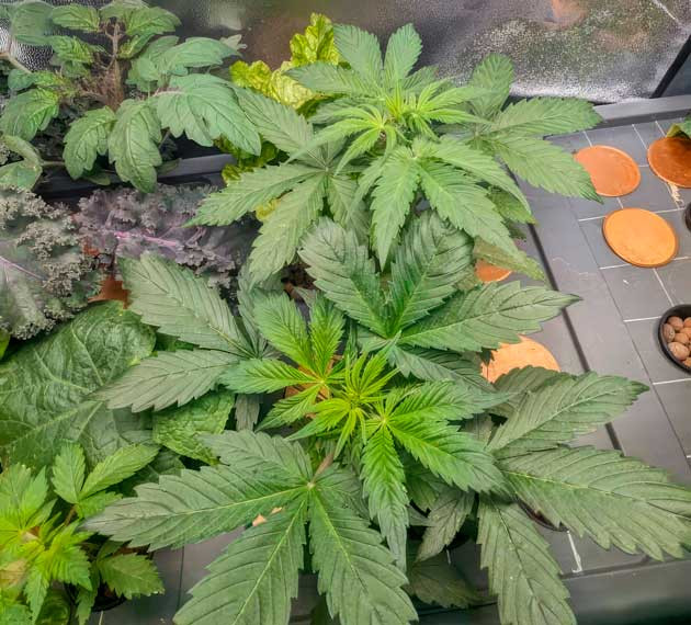 Активное развитие кустов Keepers OG Autoflower Конопля ростом 20 см