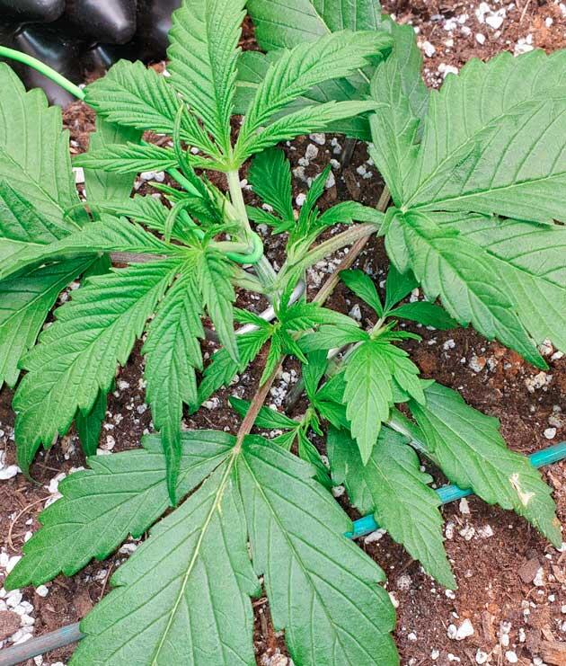 Активный рост конопли Растишка Hellfire OG Auto на стадии вегетации