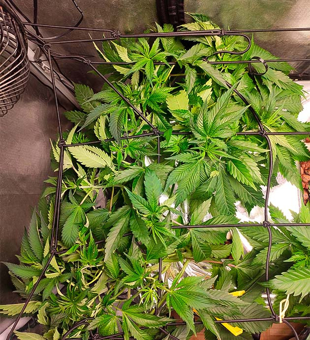 5 неделя выращивания марихуаны