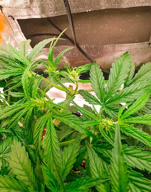 Тренировка растения Wedding Cake Auto