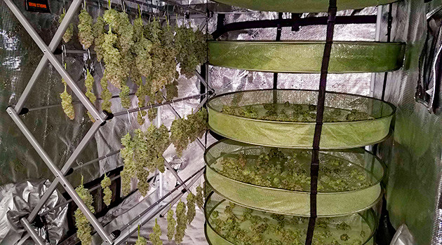 Сбор урожай с куста LSD Харвест LSD от сидбанка Семяныч