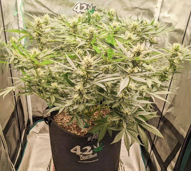 Прогресс цветения Bruce Banner Auto Цветение Bruce Banner Auto