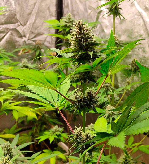 Кусты Blueberry Hill на 7 неделе выращивания