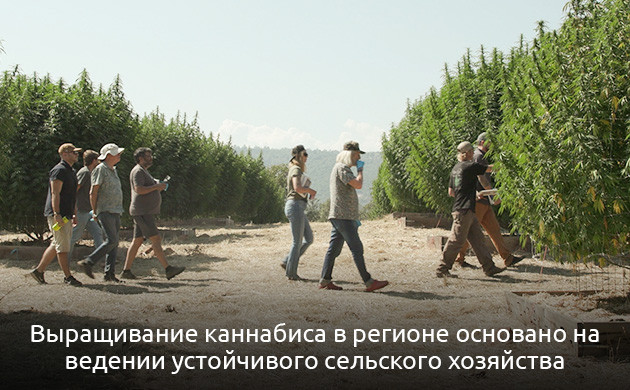 Легализация марихуаны в Калифорнии Как закон изменил жизнь Гумбольдта