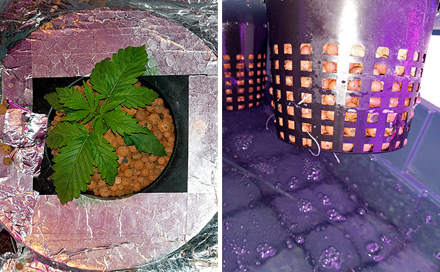 Стадия вегетации 2ая неделя Tutankhamon от Pyramid Seeds