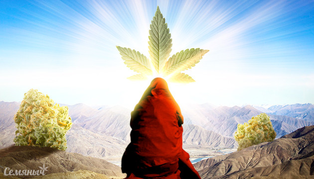 Основные виды каннабиса: сатива и индика Подробное разделение: Сатива, Индика, Рудералис