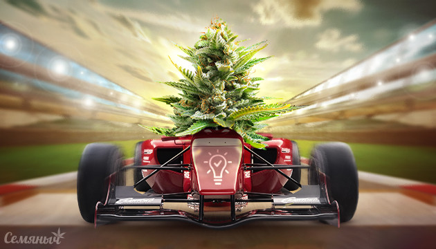 Быстрая фотопериодная сатива Быстрая сатива