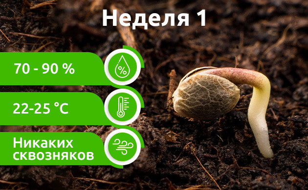 Неделя 1: Прорастание автоцветов