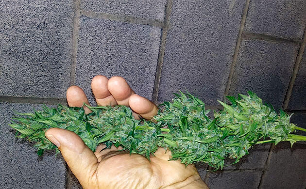 Шишка сорта конопли Watermelon Z Auto