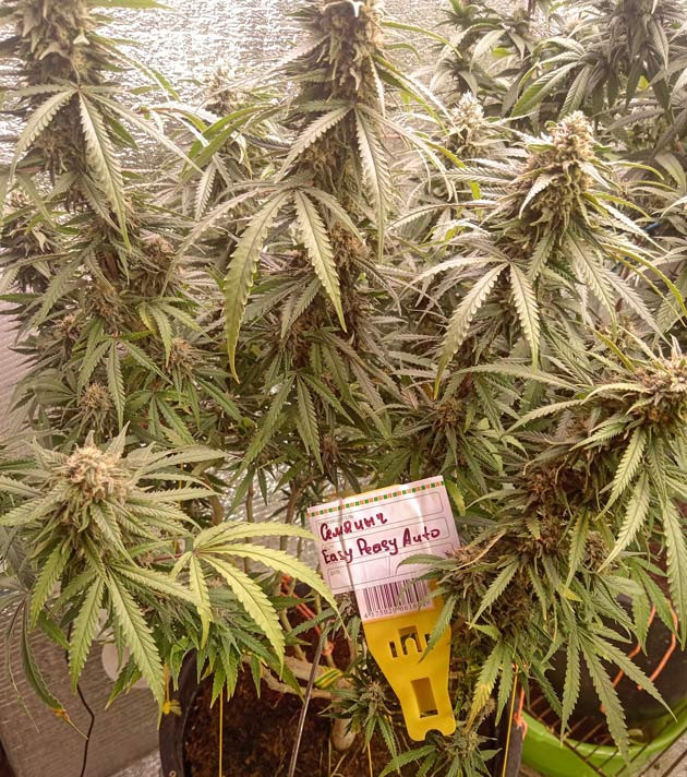 10 неделя выращивания марихуаны