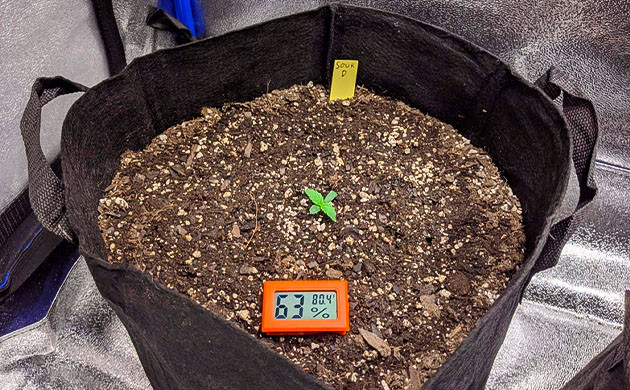 Конец первой недели выращивания Маленький росток в тканевом горшке