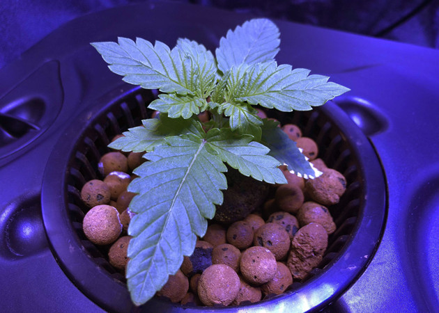 Формирование листьев марихуаны Рост конопли